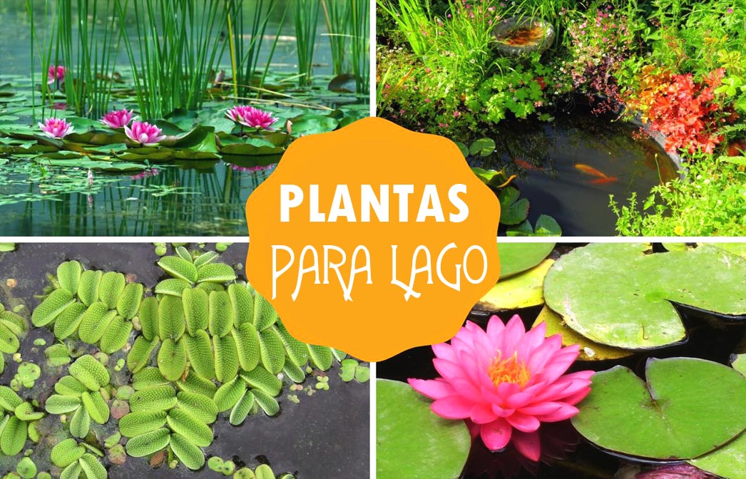 Tipos de plantas para lago ornamental